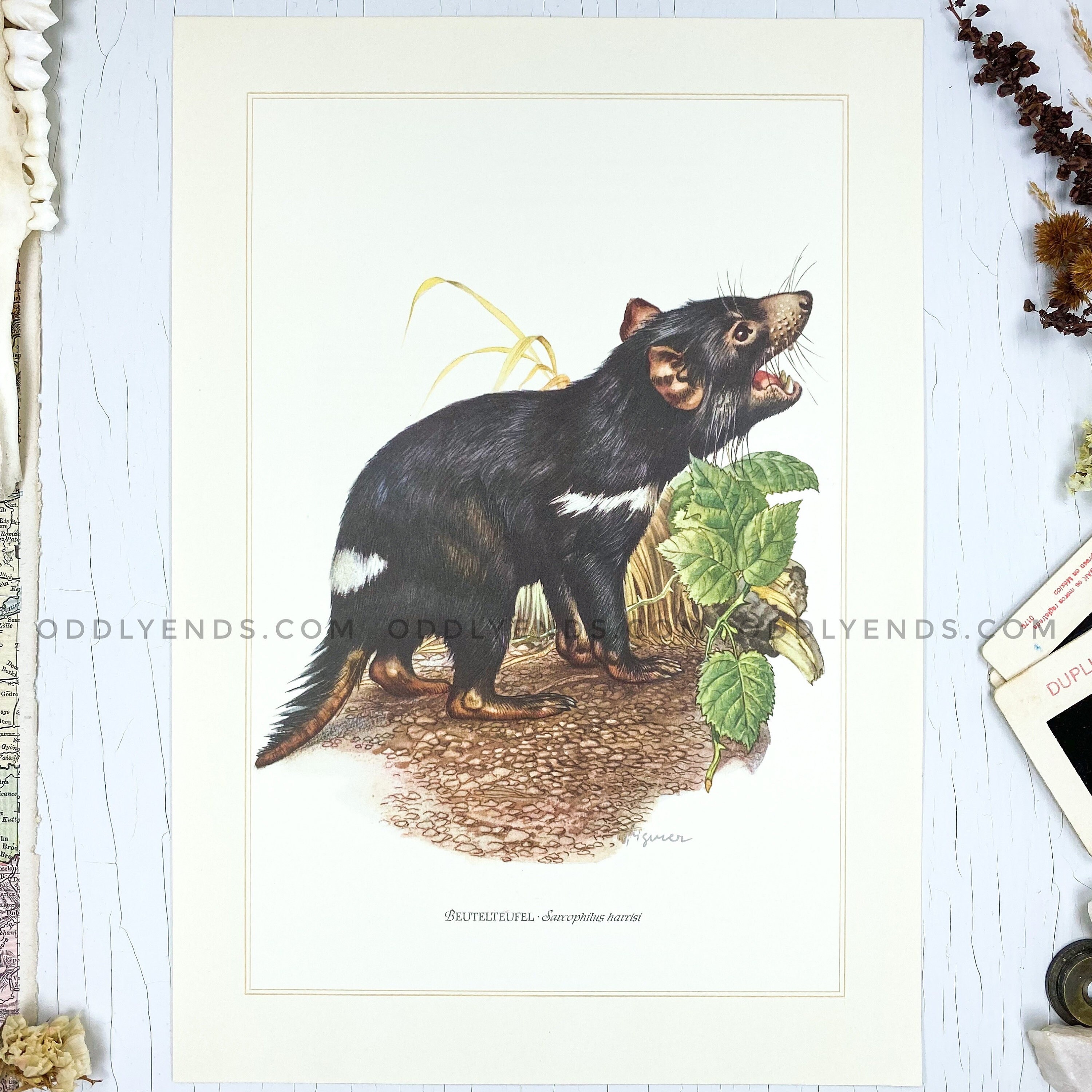1950's Tasmanian Devil Rare Wildlife Plate Not - Etsy New Zealand 1950's Tasmanian Devil Rare Wildlife Plate Not - Etsy New Zealand
