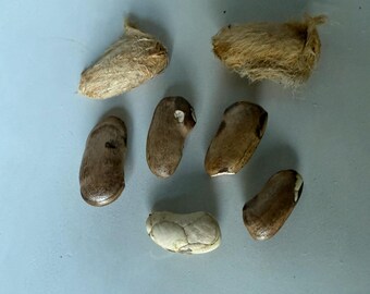 Semillas de mango trementina 5 (Mangifera indica)
