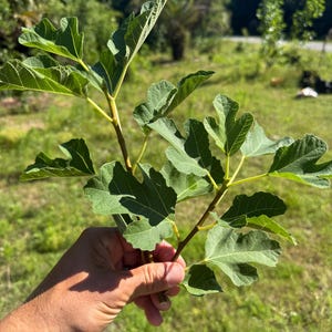 May include: A close-up of a fig tree branch with large, green, lobed leaves. The branch is held in a hand against a backdrop of green grass and trees under a bright blue sky. The leaves have prominent veins.