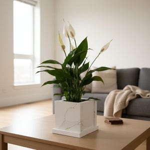 May include: A peace lily plant in a square white planter with gold veining sits on a wooden coffee table. The plant has dark green leaves and white flowers. The background includes a grey sofa and a window.