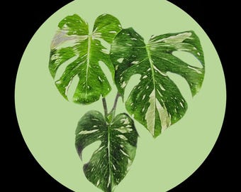 Print Monstera Thai-sterrenbeeld | Zeldzame botanische kunst (digitale download)