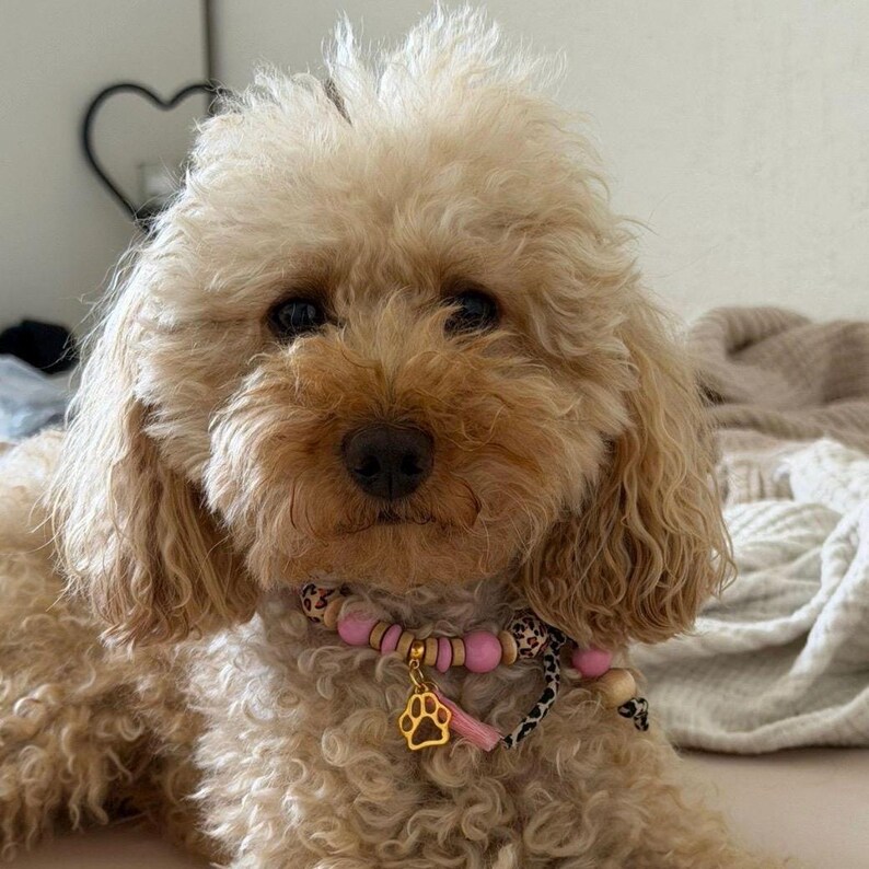 May include: A light brown curly-haired dog wearing a beaded collar featuring pink and wooden beads, leopard print accents, and a gold-toned metal paw print charm hanging from the center. The collar is secured around the neck of the small dog.