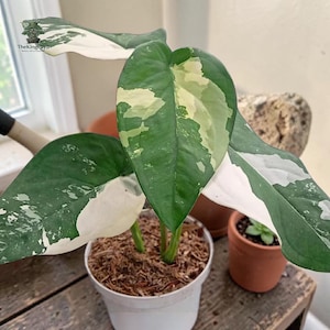 May include: A Syngonium podophyllum albo-variegatum plant in a white plastic pot with brown soil. The leaves are heart-shaped with a mix of deep green and creamy white variegation. The logo TheKingPayu Bonsai Art & Garden is visible.