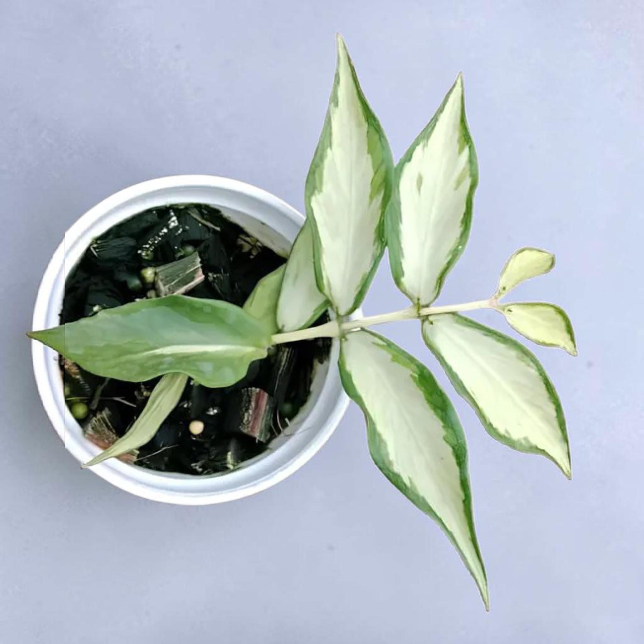 Hoya polyneura inner variegated - Etsy 日本
