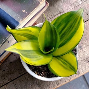 Sansevieria Green Mould Striata Variegated Rare Uniqe Snake Plant #