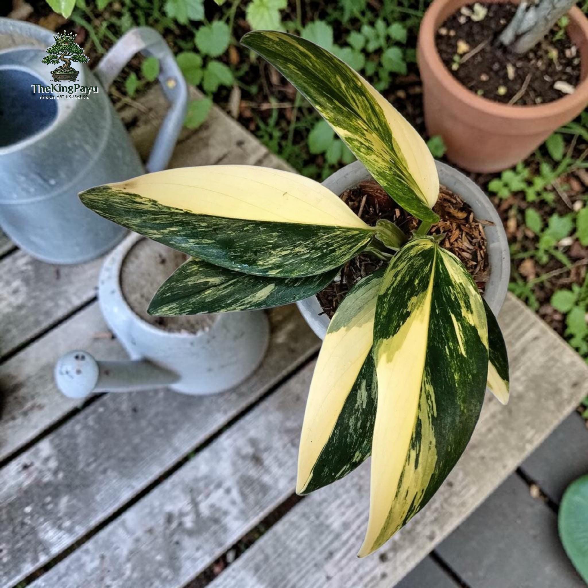 Monstera standleyana - Etsy 日本