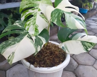 Indoor Plant Monstera Albo Variegated 4 Leaf big size #