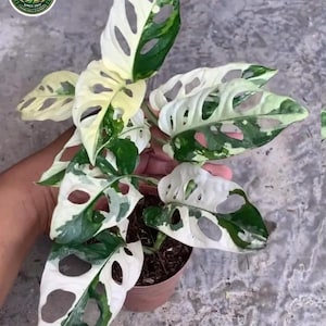Monstera Acuminata - Etsy