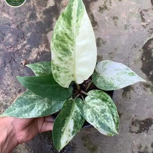Anthurium hokery Variegated mint rare plant