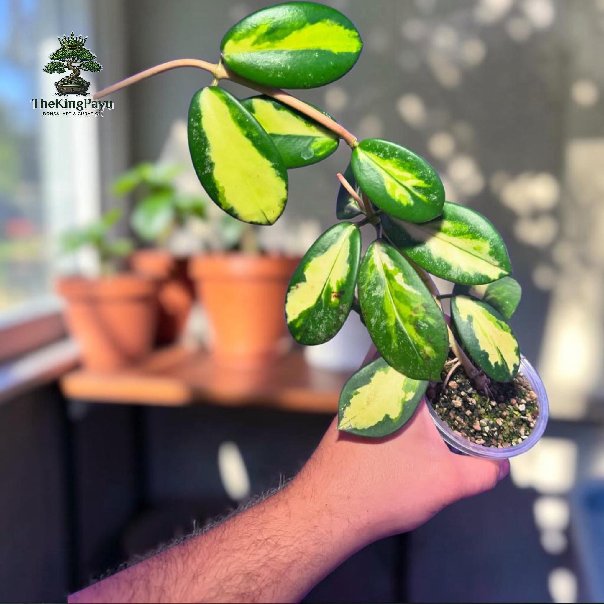 Hoya diversifolia - Etsy 日本