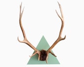 Massive Triangle Mounted Elk 12 Point Antler Spread on 24"  Pistachio