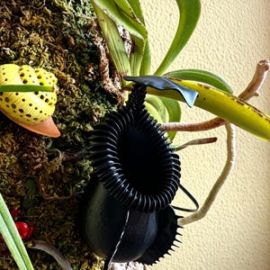 May include: A black pitcher plant with a distinctive, spiralled rim and a rounded base. The plant is set against a backdrop of green moss and foliage, with a yellow and black spotted structure to the left. The overall theme is botanical.
