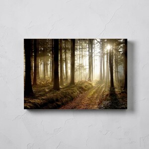 May include: A rectangular wall art print featuring a forest scene with tall, dark tree trunks and a dirt path. Sunlight streams through the trees, creating bright rays and a hazy, glowing atmosphere over the mossy, brown forest floor.