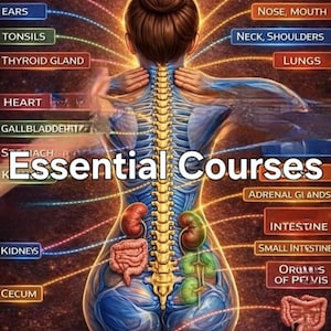 Puede incluir: Diagrama de anatomía que ilustra la conexión de la columna vertebral con los órganos. La imagen presenta una figura humana estilizada con etiquetas para senos paranasales, oídos, amígdalas, glándula tiroides, corazón, vesícula biliar, riñones, ciego, glándulas suprarrenales, intestino, etc. El texto dice "Essential Courses".