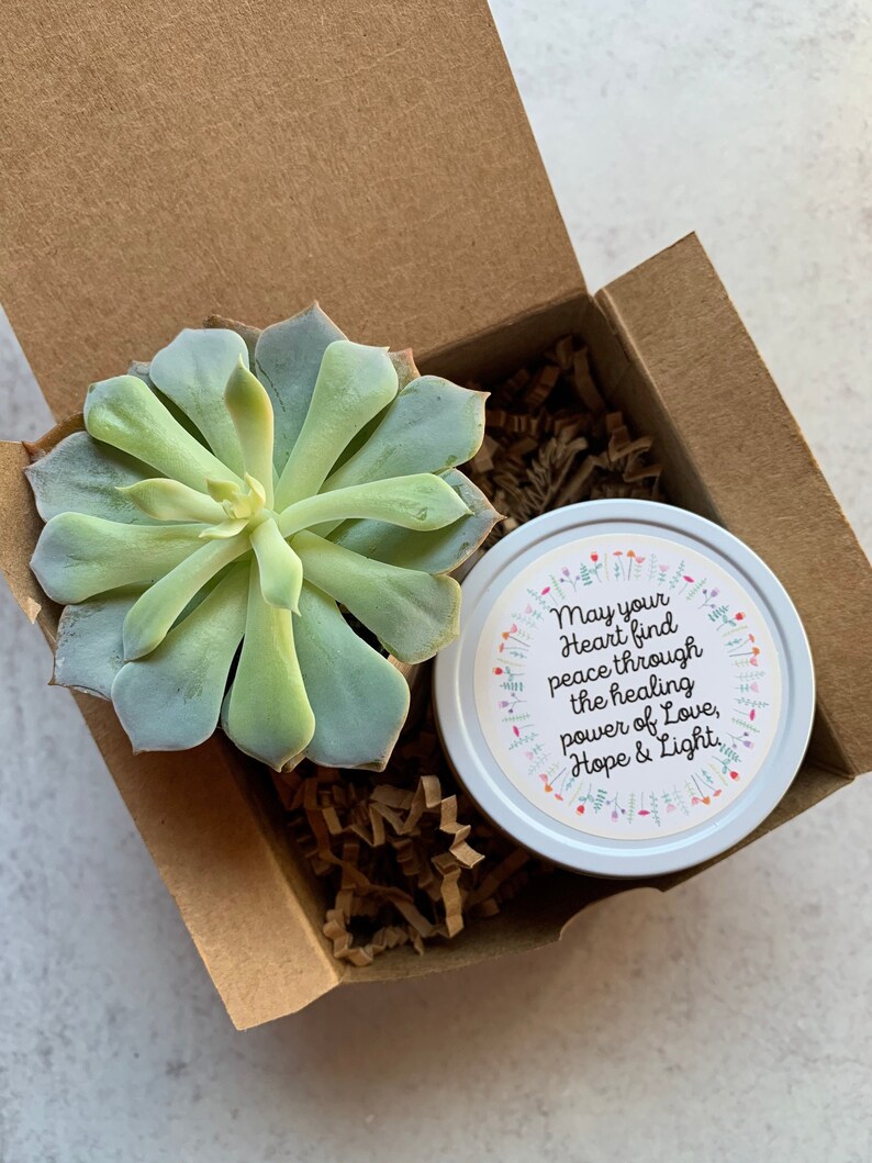 Sympathy care package succulent sympathy gift box I'm Etsy