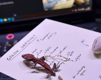 El espécimen de gecko crestado (enmarcado) decoración, conservación formalina, reptil, emo,