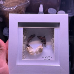 Peut inclure: Présentation encadrée blanche avec deux petits reptiles bruns au-dessus de deux objets ovales blanc cassé. Le fond comprend de la mousse séchée. Le texte "Correlophus ciliatus" est écrit à l'encre noire.
