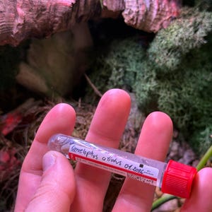 Peut inclure: Un flacon en verre transparent avec un bouchon rouge, tenu dans une main. Le flacon contient un liquide et porte une étiquette avec le texte "Correlophus ciliatus 01.2024". L'arrière-plan présente de la mousse verte et une surface brune texturée.