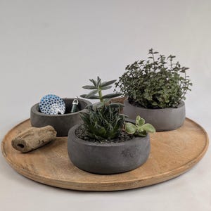 Könnte beinhalten: Drei runde, dunkelgraue Betonpflanzgefäße auf einem runden Holztablett. Ein Gefäß enthält eine Sukkulente, ein weiteres eine kleine, blättrige Grünpflanze und das dritte einen blauen, gemusterten runden Gegenstand sowie einen kleinen grünen Anhänger.