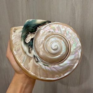 Puede incluir: Una concha marina grande e iridiscente con un diseño en espiral. La concha presenta un brillo nacarado con tonos crema, dorados y toques de azul-verdoso. La superficie de la concha es lisa y pulida, mostrando patrones naturales.