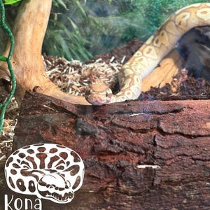 Ball Python Custom Decal, Ball Python Tank Decor, Personalized Snake Decal, Python Inclosure Decor, Gift for Snake Lovers, Python Lovers