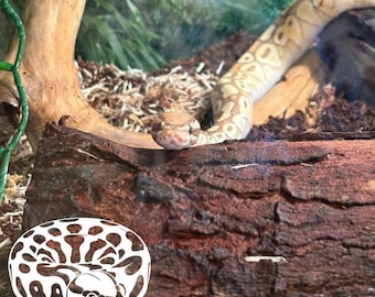 May include: A ball python with light brown and cream patterned scales resting on a dark brown textured log. A white graphic illustration of a coiled snake is positioned in the lower left corner with the text Kona written in a white stylized font.