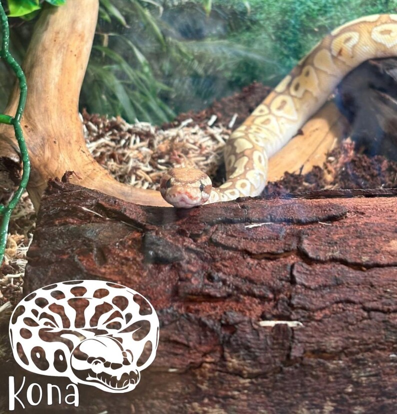 Calcomanía personalizada de pitón bola, decoración para terrario de pitón bola, calcomanía de serpiente personalizada, decoración para recinto de pitón, regalo para amantes de las serpientes, amantes de las pitones imagen 1
