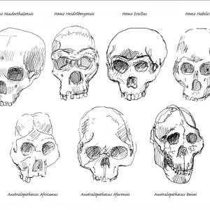 Evolution of humankind science skulls of ancestors pen and ink giclee art print size 8.5x11 Anthropology, Evolution artwork