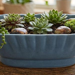 May include: A blue ceramic planter filled with various succulents and small rocks. The planter has a scalloped edge and sits on a weathered wooden surface. The succulents are green and brown, with a trailing plant on the left side.