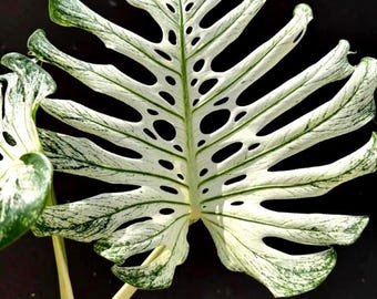 Monstera Deliciosa Devil Monster Variegated Planting Rooted Nodes Cuttings