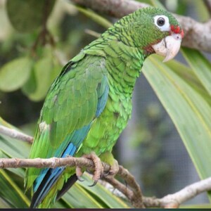 Hand made Puerto Rican parrot metal sculpture souvenir Puerto Rico Amazônia Vittata ready to ship image 8