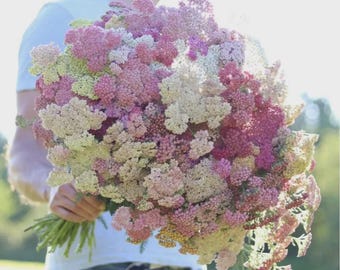 Berry Yarrow seeds perennial cut flower bouquet medicinal herb Combined Shipping