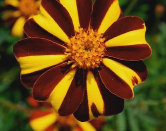 300 French Marigold Court Jester GMO 300 Seeds