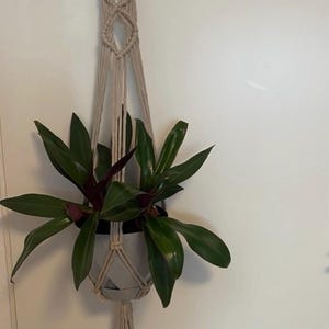 Könnte beinhalten: Ein hängender Makramee-Pflanzenhalter in Beige hält eine Topfpflanze mit langen, grünen Blättern und burgunderfarbenen Akzenten. Der Blumentopf ist weiß. Das Makramee-Design weist komplizierte Knoten und eine Quaste am Boden auf.