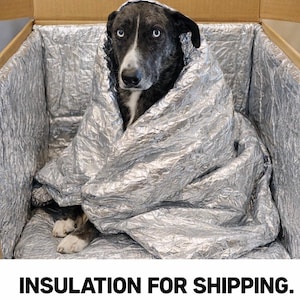 Puede incluir: Un perro con ojos azules envuelto en una manta aislante plateada dentro de una caja de cartón. El texto "INSULATION FOR SHIPPING" se muestra en la parte inferior de la imagen.