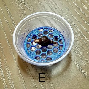 May include: A clear plastic container holding a blue glittery honeycomb-patterned insert. Resting on the center of the blue honeycomb grid is a small, dark brown, textured organic object. The letter E is printed in black below the container.