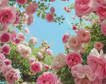 Pink Climbing Rose Seeds (20 Pack) – Heirloom Non-GMO Flower Seeds, Fragrant Vine Roses for Trellis, Garden & Outdoor Planting