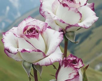 Semillas de rosas bicolor blancas y moradas – 20 semillas – Variedad tradicional no transgénica