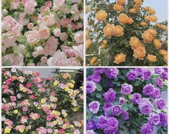 315+ Mixed Color Climbing Rose Seeds for Planting, Heirloom Rosa Flower Seeds, Non GMO Garden Vine, Outdoor Flower Seeds for Home Garden