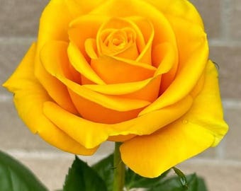 100+ Yellow Rose Seeds, Perennial Rosa Bush Shrub, Easy to Grow Garden Flower, Symbol of Friendship, Landscaping Plant