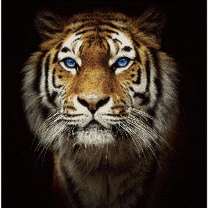 May include: Close-up of a tiger's face with striking blue eyes. The tiger has a brown and black striped coat, with long white whiskers. The background is black, highlighting the tiger's features.