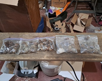 Reuzensequoiakegels, van de grond verzameld onder de moederboom