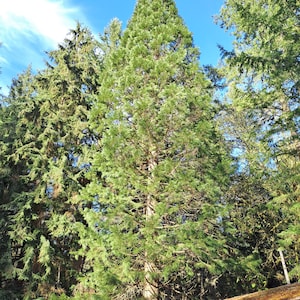 Puede incluir: Un árbol de hoja perenne alto y cónico con densas agujas de color verde vibrante y un tronco marrón recto y texturizado, que destaca contra un cielo azul despejado, rodeado de otros árboles coníferos y parte de un tejado en primer plano.