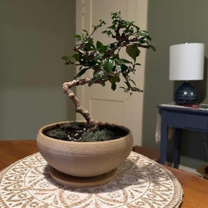 May include: A small bonsai tree in a beige ceramic pot with a matching saucer. The tree has a curved, textured trunk and vibrant green leaves. The pot sits on a decorative, circular placemat. The background includes a lamp and a blue table.