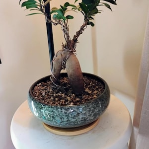 May include: A small bonsai tree in a speckled green ceramic pot. The tree has a thick, bulbous trunk and is wired with copper wire. The pot sits on a round, white stool.