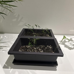 May include: Two black rectangular planters filled with soil and small green plants. The planters sit on a white surface, with a shadow cast from a nearby plant. The plants are in the early stages of growth.
