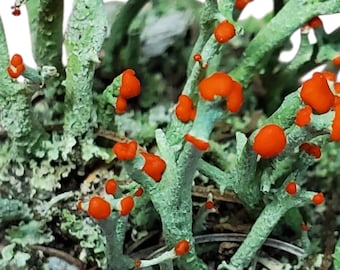 Live British Soldier Lichen, for Terrarium, Miniature or Fairy Garden, Vivarium Decor (3x4 bag)