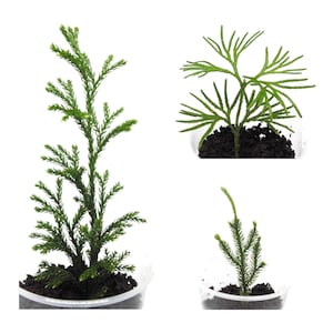May include: Three small green plants in clear plastic containers filled with dark soil. The left plant is tall and needle-like, the top right plant has flat, spreading fronds, and the bottom right plant is a small, upright sprout with fine foliage.