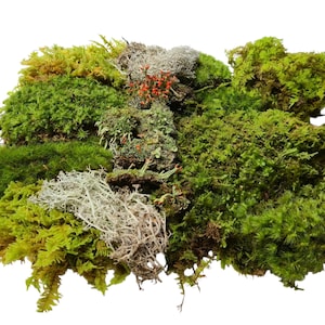 May include: A collection of preserved moss and lichen featuring various textures and shades of green, ranging from bright lime to deep forest tones. The arrangement includes patches of light gray reindeer lichen and small clusters of bright red berries.
