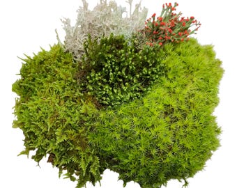 Fairy Garden Assortment Live Moss & Lichen – Forest Mix for Terrariums, Miniature Garden (6x9 Bag)